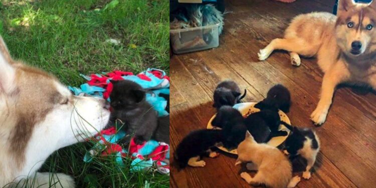 Husky Takes Owner to Woods and Shows Her a Box with Lost Kittens Inside