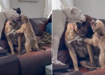 A Mistreated Dog Finds The Ideal Siblings To Help Him Combat Anxiety.