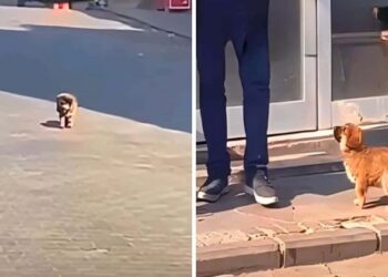 A Stray Pup Wanders the Streets Aimlessly Until Someone Takes Him In