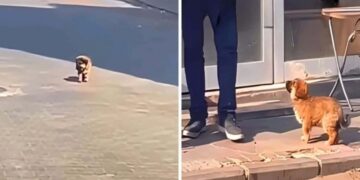 A Stray Pup Wanders the Streets Aimlessly Until Someone Takes Him In