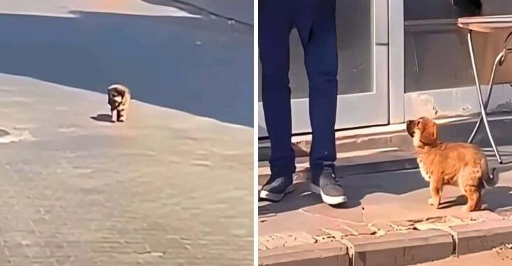 A Stray Pup Wanders the Streets Aimlessly Until Someone Takes Him In