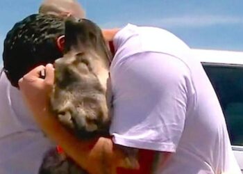 Soldier Heartbreakingly Leaves His Loving Stray Dog in Iraq, but Fate Brings Them Back Together a Month Later
