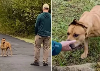 Couple Takes a Year to Save a Dog Like Scooby Doo and Make Him Happy Again.