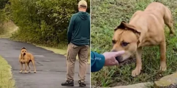 Couple Takes a Year to Save a Dog Like Scooby Doo and Make Him Happy Again.