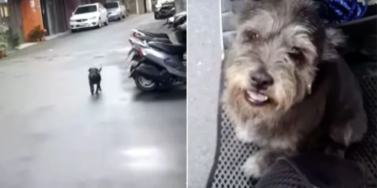 Dog Sheds Joyful Tears Upon Reuniting With Owner After Six Days.