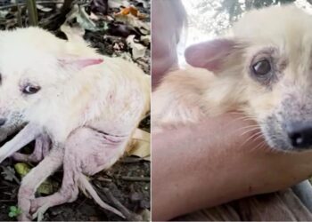 The Puppy Curled Up To Hide On The Grassy Path So No One Could See Her.