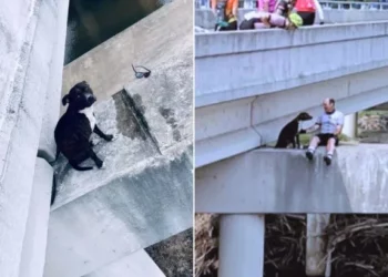 Bikers Save A Pitbull Stuck In A Risky Spot On A Bridge