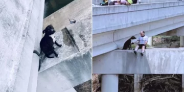 Bikers Save A Pitbull Stuck In A Risky Spot On A Bridge