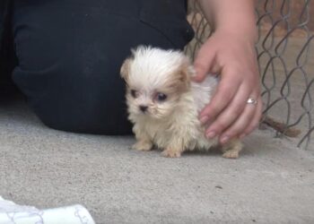 Rescued Pup from Puppy Mill Begins New Journey with an Unexpected Friend