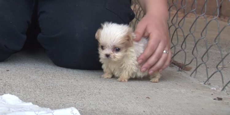 Rescued Pup from Puppy Mill Begins New Journey with an Unexpected Friend
