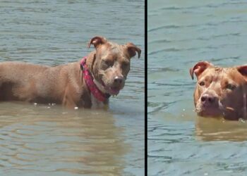 Dog Who Fell Off Boat, Swims For Several Miles To Safety And Reunites With Owner