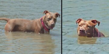 Dog Who Fell Off Boat, Swims For Several Miles To Safety And Reunites With Owner