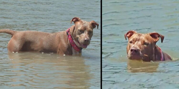 Dog Who Fell Off Boat, Swims For Several Miles To Safety And Reunites With Owner