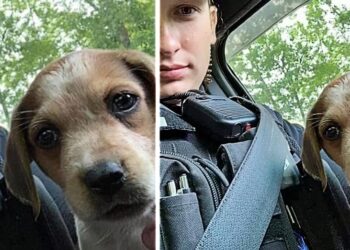 Officer Gives Injured Abandoned Puppy a New Life by Adopting Her