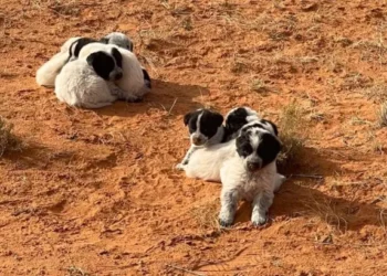 13 Puppies Rescued Just in Time from Arizona Desert