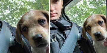 Officer Gives Injured Abandoned Puppy a New Life by Adopting Her
