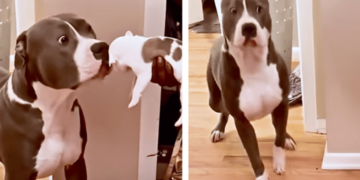 Dog Dad’s Hilarious Reaction to His Puppies Has the Internet Laughing