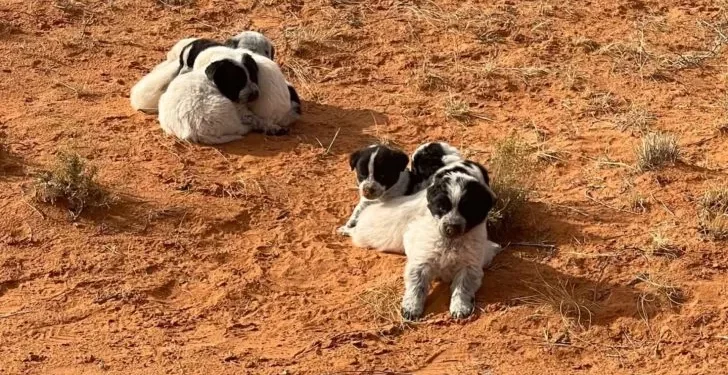 13 Puppies Rescued Just in Time from Arizona Desert