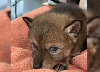 They Thought It Was a Little Puppy, But Got a Big Surprise!