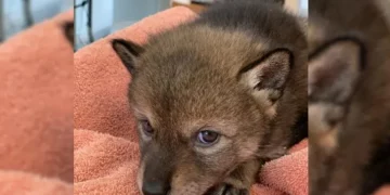 They Thought It Was a Little Puppy, But Got a Big Surprise!