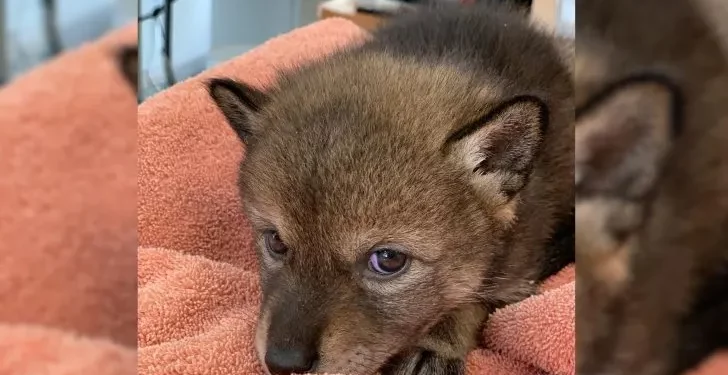 They Thought It Was a Little Puppy, But Got a Big Surprise!