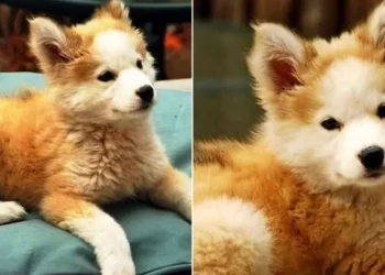 Man Saves a Stray Pup Only to Discover She’s No Ordinary Mutt