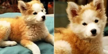 Man Saves a Stray Pup Only to Discover She’s No Ordinary Mutt