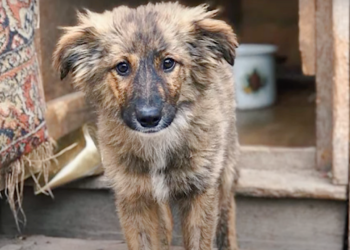 From Sheltered Despair to Loving Companion: Bertha’s Heartwarming Journey