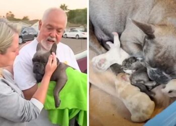 Couple Lovingly Rescues Pregnant Dog and Her Puppies