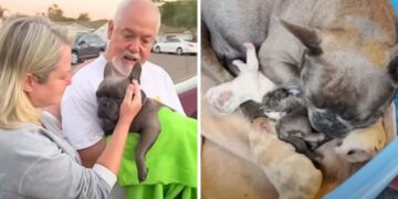 Couple Lovingly Rescues Pregnant Dog and Her Puppies