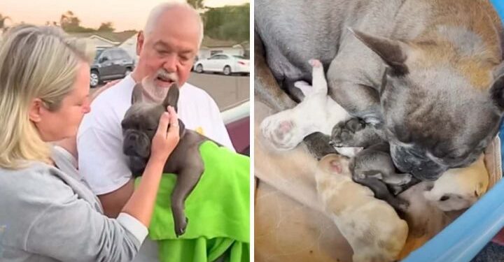 Couple Lovingly Rescues Pregnant Dog and Her Puppies