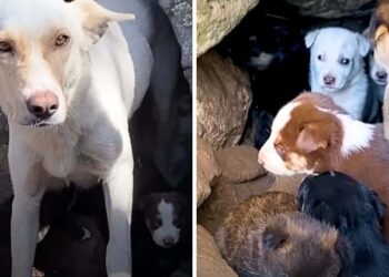 Woman Hears Whimpers During a Walk and Finds an Unexpected Surprise