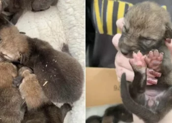 Rescuers Surprised to Discover That Rescued ‘Puppies’ Aren’t What They Seem