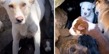 Woman Hears Whimpers During a Walk and Finds an Unexpected Surprise