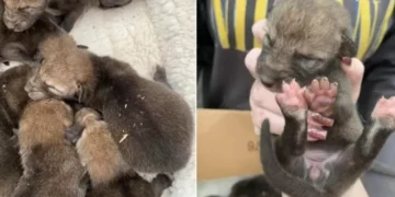 Rescuers Surprised to Discover That Rescued ‘Puppies’ Aren’t What They Seem