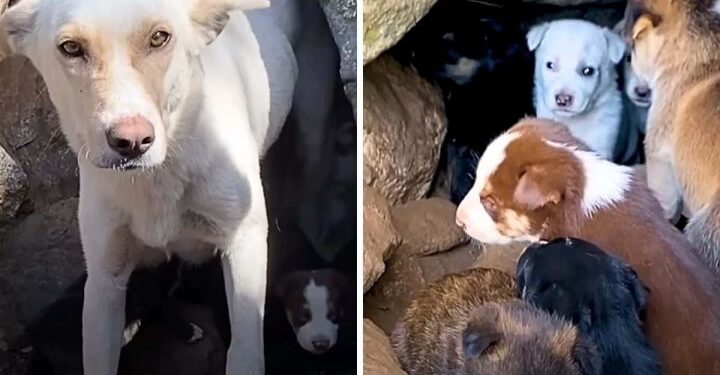 Woman Hears Whimpers During a Walk and Finds an Unexpected Surprise