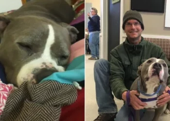 Pitbull Adopted By The Volunteer He Adores Is Now The Most Joyful Dog Around.