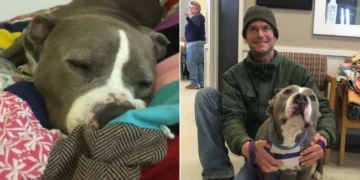 Pitbull Adopted By The Volunteer He Adores Is Now The Most Joyful Dog Around.
