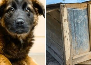 Lost and Alone, He Cried Out in Pain on the Streets, Hoping for Someone to Come and Save Him