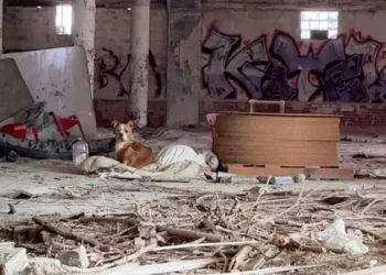 Two Courageous Rescuers Discover a Dog Wrapped in a Dirty Blanket and Save Her from the Streets