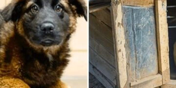 Lost and Alone, He Cried Out in Pain on the Streets, Hoping for Someone to Come and Save Him