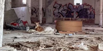 Two Courageous Rescuers Discover a Dog Wrapped in a Dirty Blanket and Save Her from the Streets
