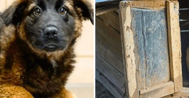 Lost and Alone, He Cried Out in Pain on the Streets, Hoping for Someone to Come and Save Him