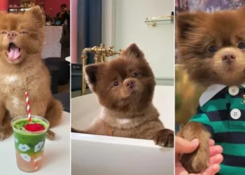 Cute Chocolate Pomeranian Looks Like a Teddy Bear