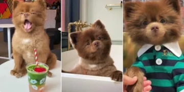 Cute Chocolate Pomeranian Looks Like a Teddy Bear