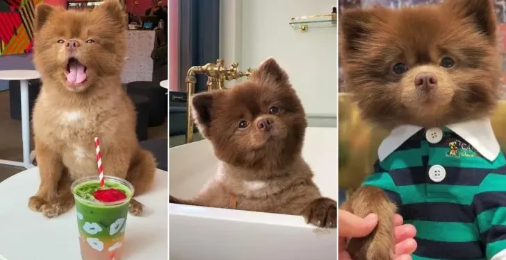 Cute Chocolate Pomeranian Looks Like a Teddy Bear
