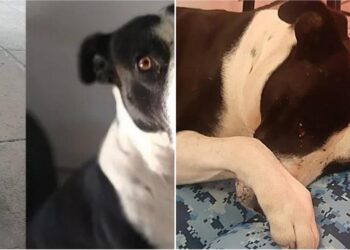 Dog Sheds Tears When Gifted a Bed by New Owners After Being Saved from the Streets