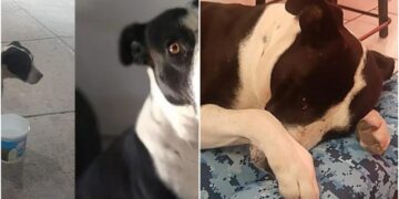 Dog Sheds Tears When Gifted a Bed by New Owners After Being Saved from the Streets