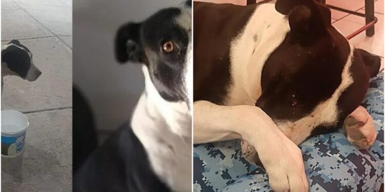 Dog Sheds Tears When Gifted a Bed by New Owners After Being Saved from the Streets