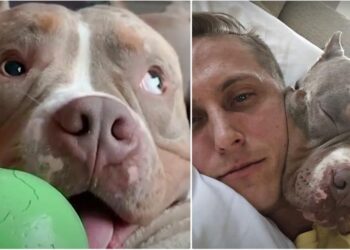 Playful Pittie Mimics All His Owners’ Actions, Adores Cheeky Cuddles.